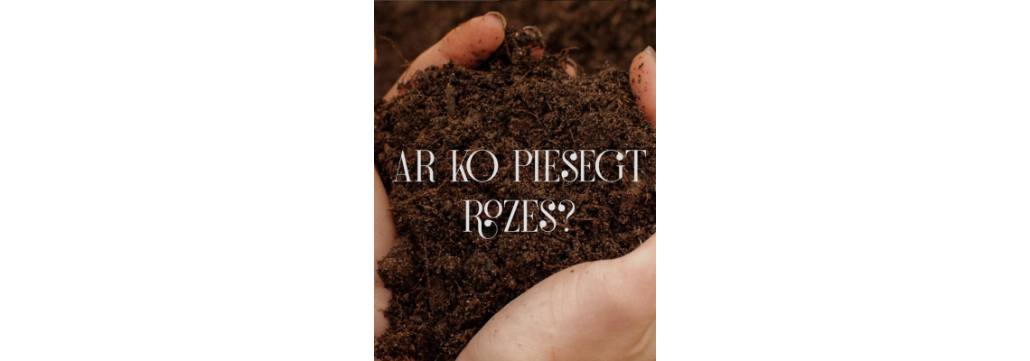 Ar ko piesegt rozes un vai vispār tās segt?
